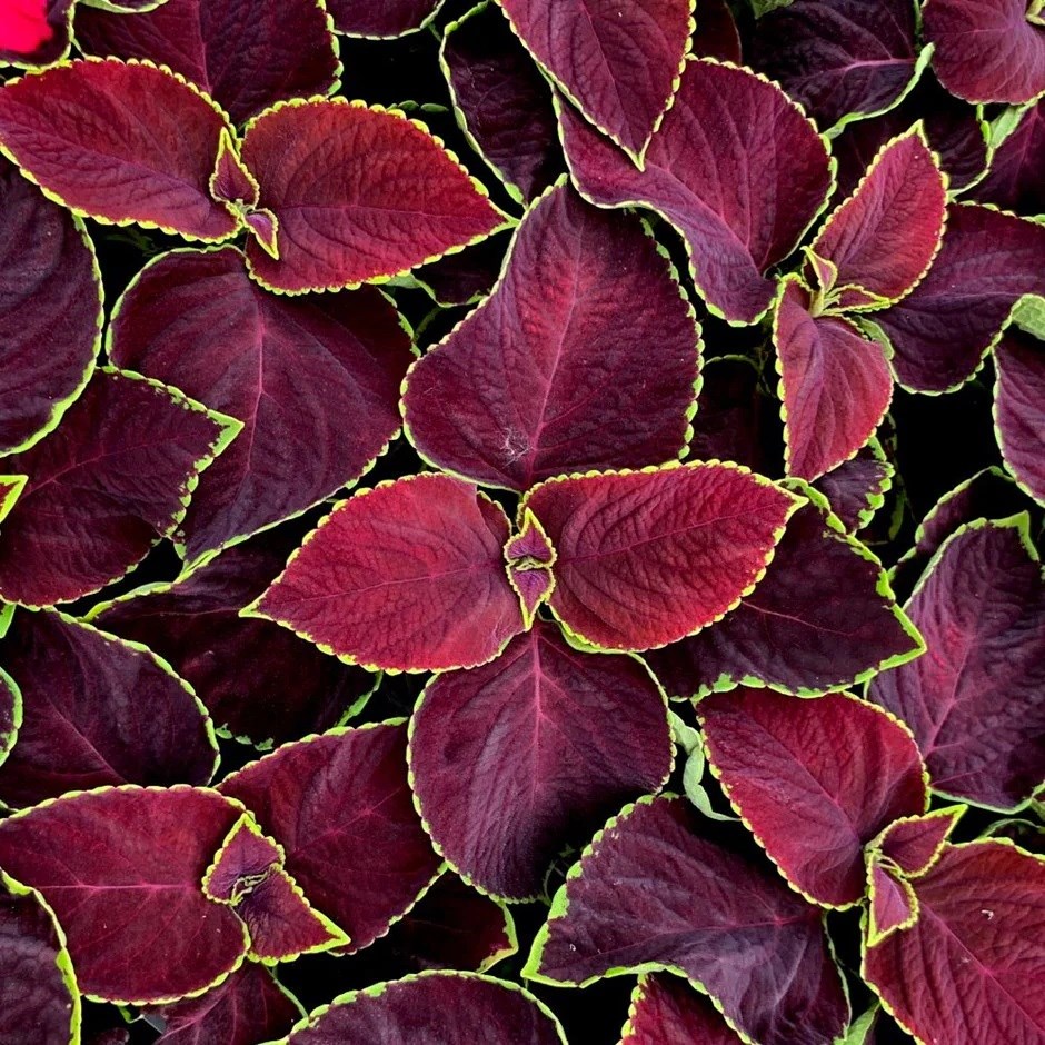  Coleus 'Chocolate Mint'