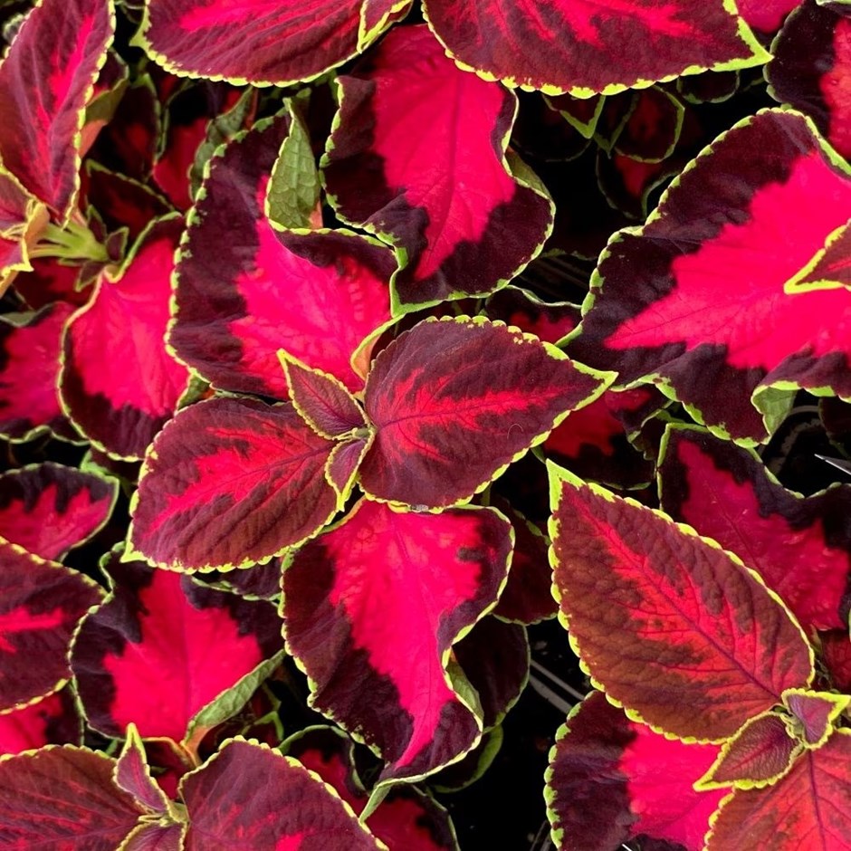 Solenostemon scutellarioides Chocolate Covered Cherry | Coleus | 9cm Pot