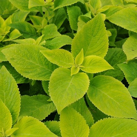 Solenostemon scutellarioides Lime Delight