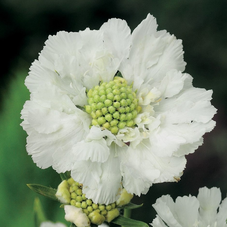 Scabiosa Caucasica Perfecta Alba | Pincushion Flower