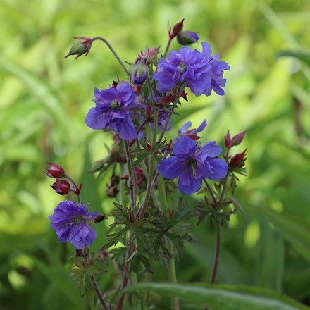Geranium pratense Azure Skies ('Tuitski') (PBR)