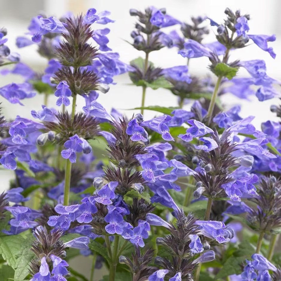 Nepeta Grandiflora Summer Magic