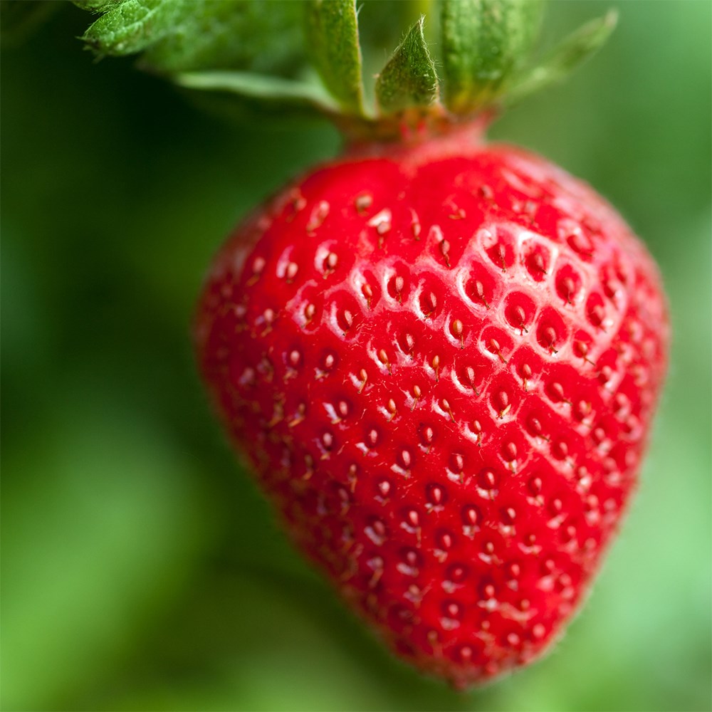 Strawberry Sonata | Mid Season Fruiting Strawberry