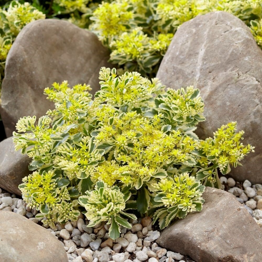 Sedum Takesimense Atlantis