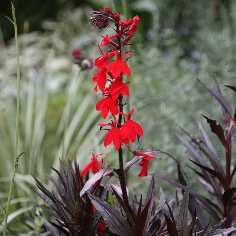 Lobelia Cardinalis Queen Victoria | Cardinal Flower