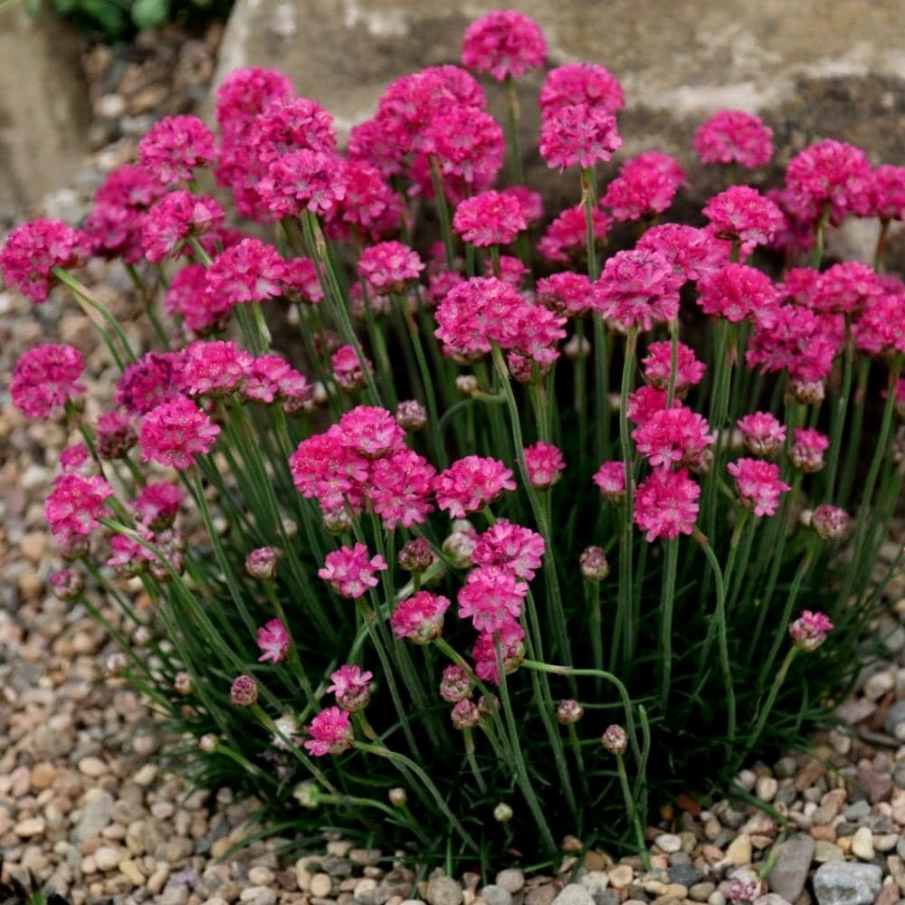 20%* off 9cm Alpines & Rockeries