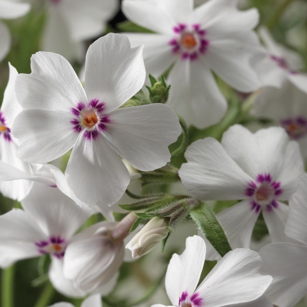 Phlox Subulata Amazing Grace | Moss Phlox