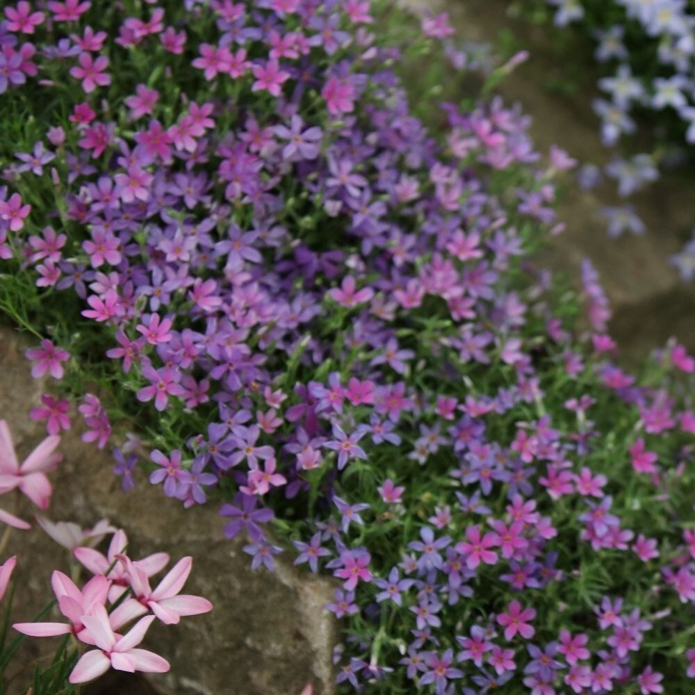 Phlox Douglasii Crackerjack | Creeping Phlox