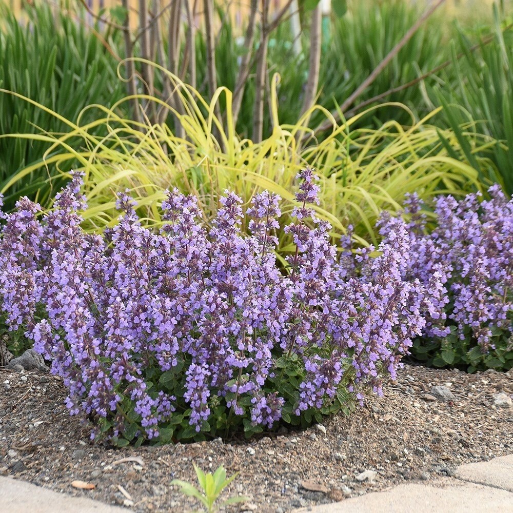 Nepeta Cats Pajamas | Catmint