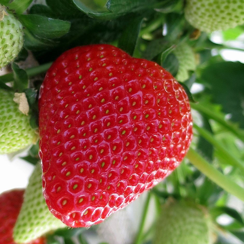 Strawberry Elsanta | Mid Season Fruiting