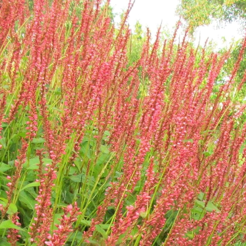 Bistorta Amplexicaulis Orange Field | Red Bistort