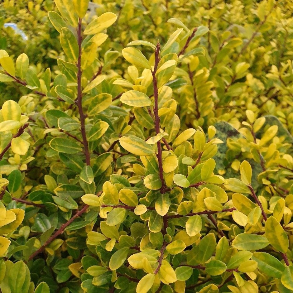 Ilex crenata Golden Gem | Box-leaved Holly (Female) | 9cm Pot
