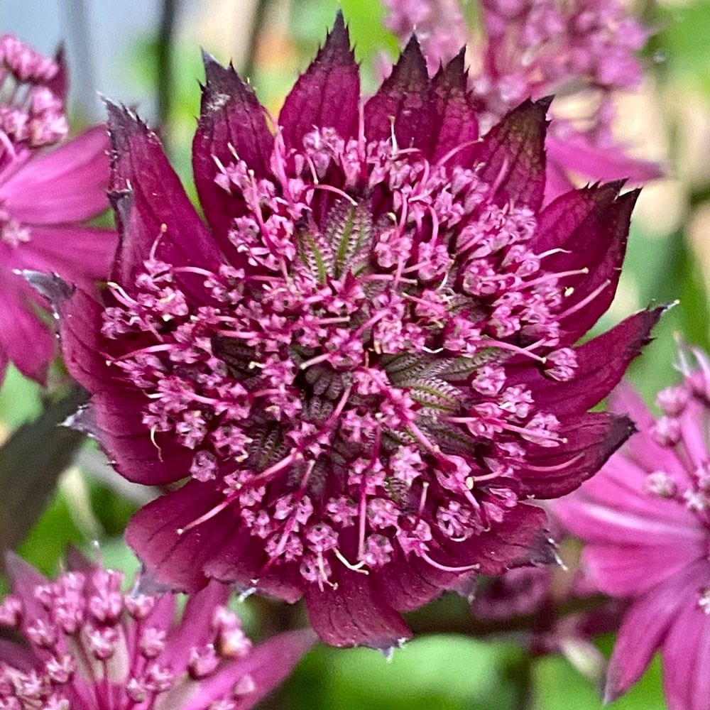 Astrantia Burgundy Manor | Masterwort