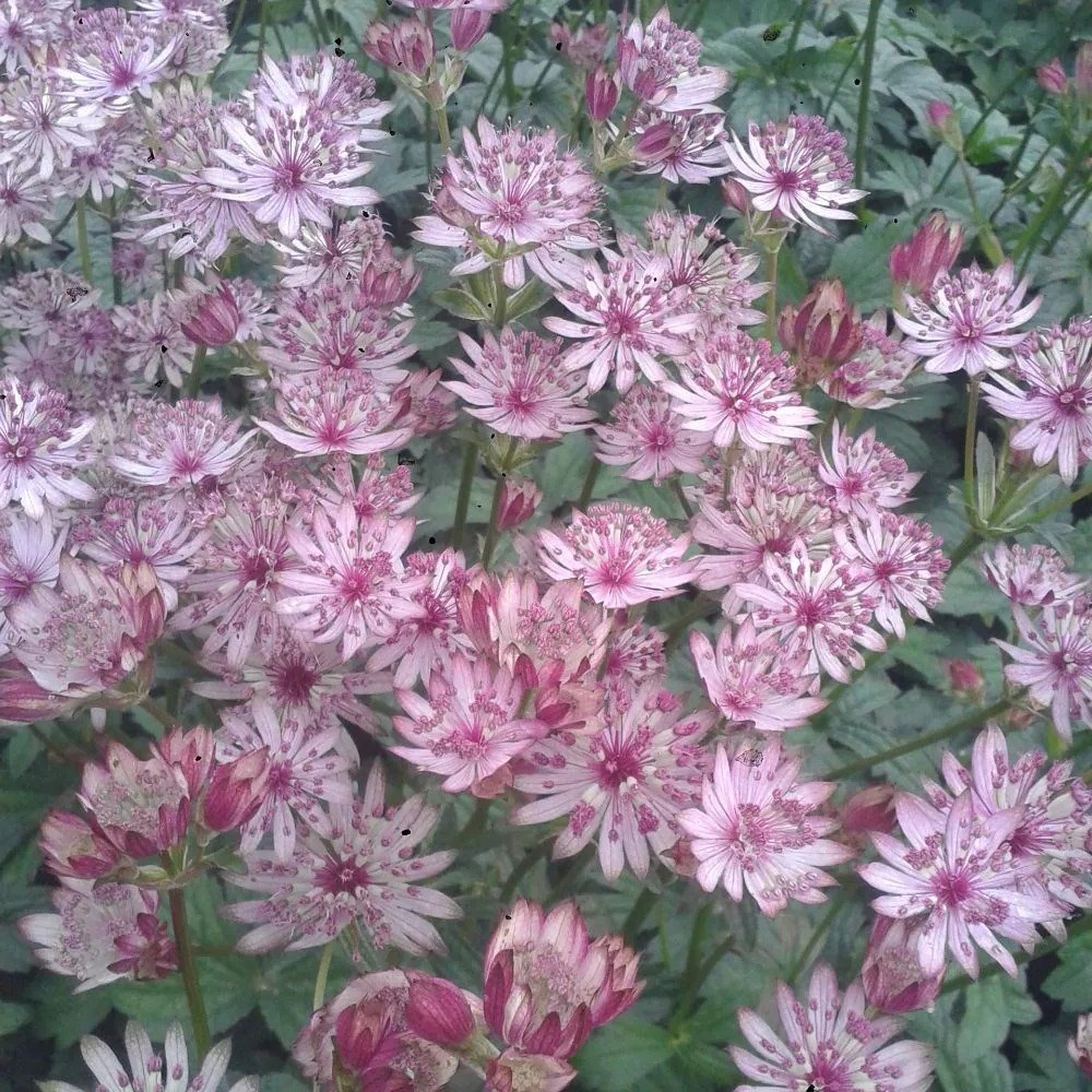 Astrantia Major Sparkling Stars Pink | Masterwort