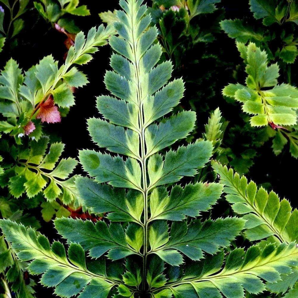 Arachnoides Aristata Variegata | East Indian Holly Fern