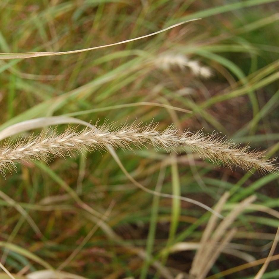 Panicum virgatum Warrior | Switch Grass | 9cm Pot