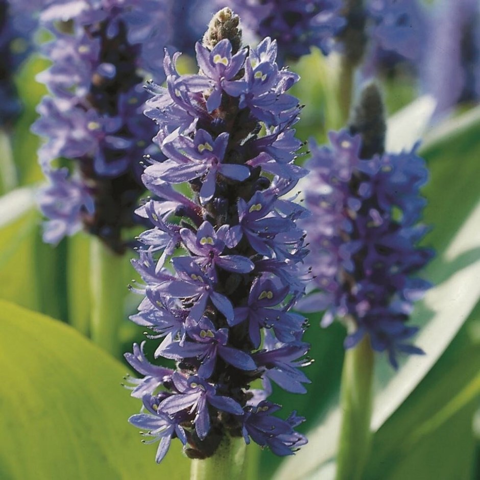 Pontederia Cordata | Pickerel Weed