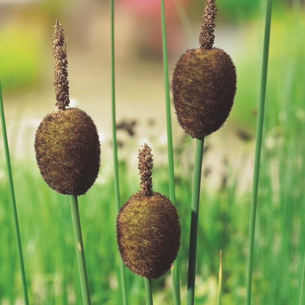 Typha Minima | Miniature Bulrush