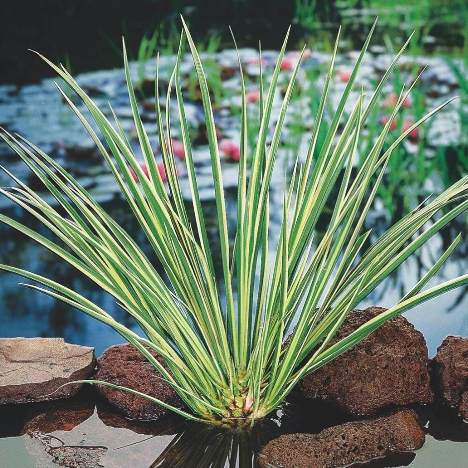 Acorus Gramineus Ōgon | Japanese Rush