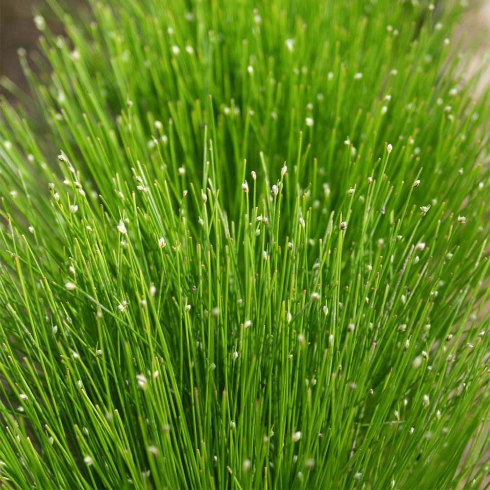 Isolepis Cernua | Fiber Optic Plant Syn Scirpus Cernuus 