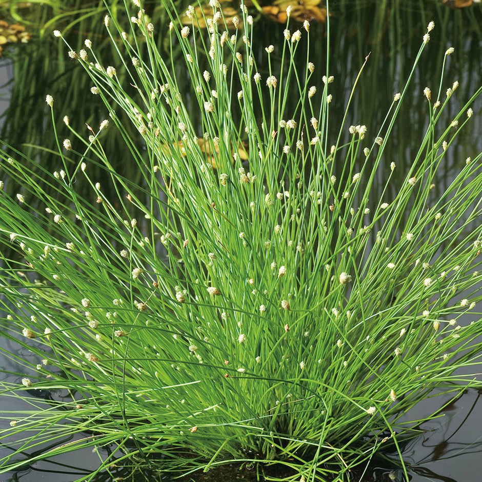 Isolepis Cernua | Fiber Optic Plant Syn Scirpus Cernuus 