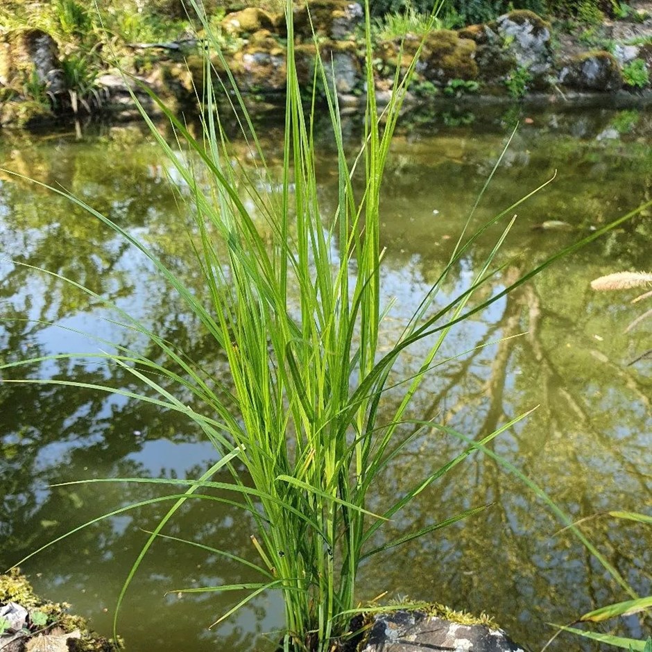 Carex Muskingumensis | Palm Branch Sedge
