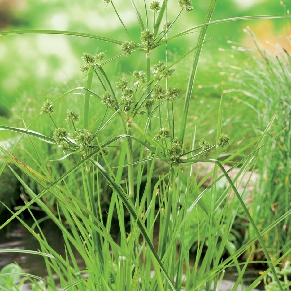 Cyperus Alternifolius | Umbrella Grass