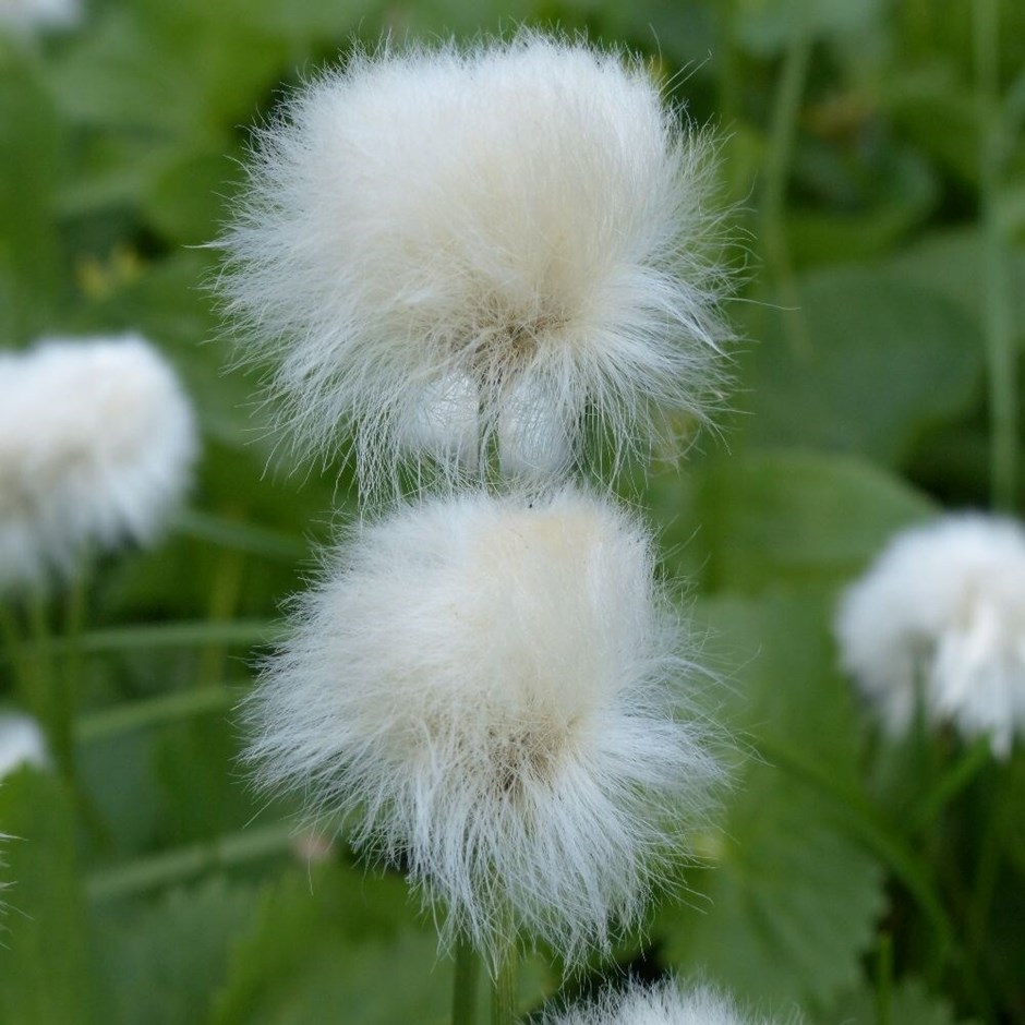 Eriophorum Angustifolium | Common Cottongrass