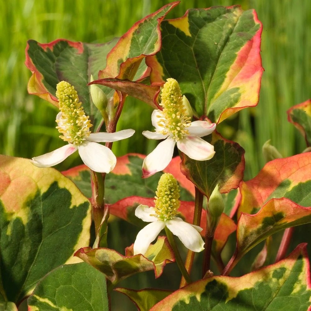 Houttuynia Cordata Chameleon | Heart-Leaved Houttuynia