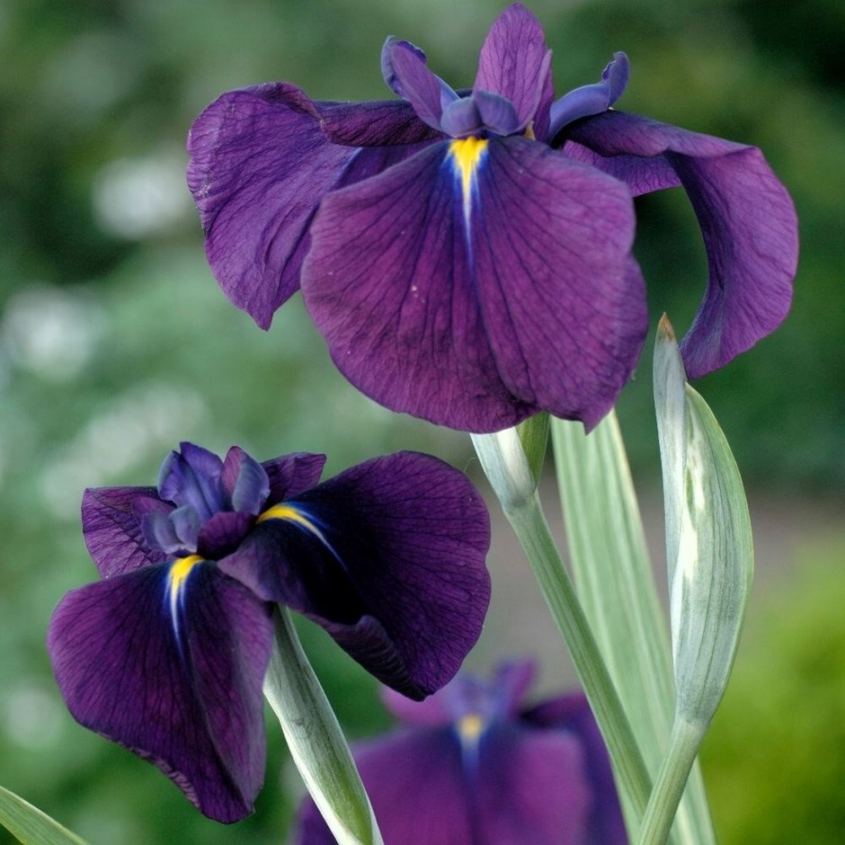 Iris Ensata Variegata | Japanese Water Iris