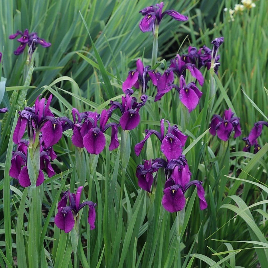 Iris Ensata | Japanese Iris