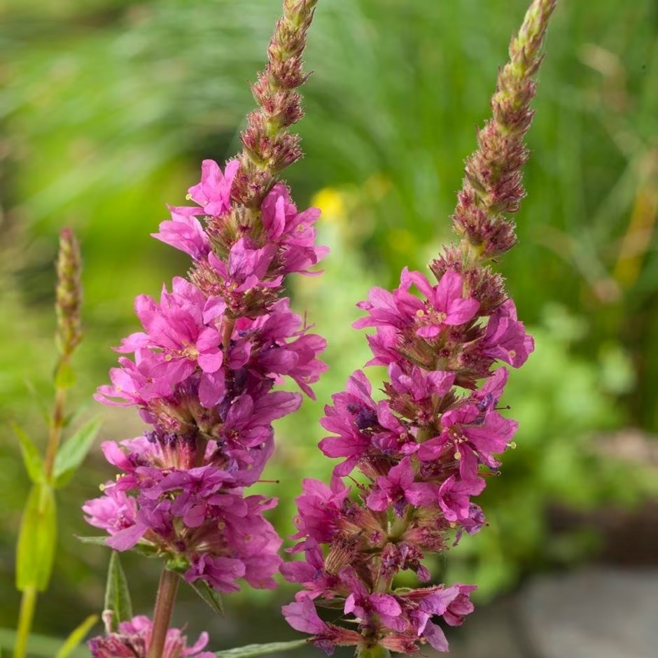 Lythrum Salicaria | Purple Loosestrife