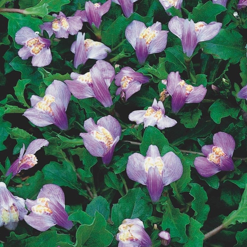 Mazus Reptans | Creeping Mazus