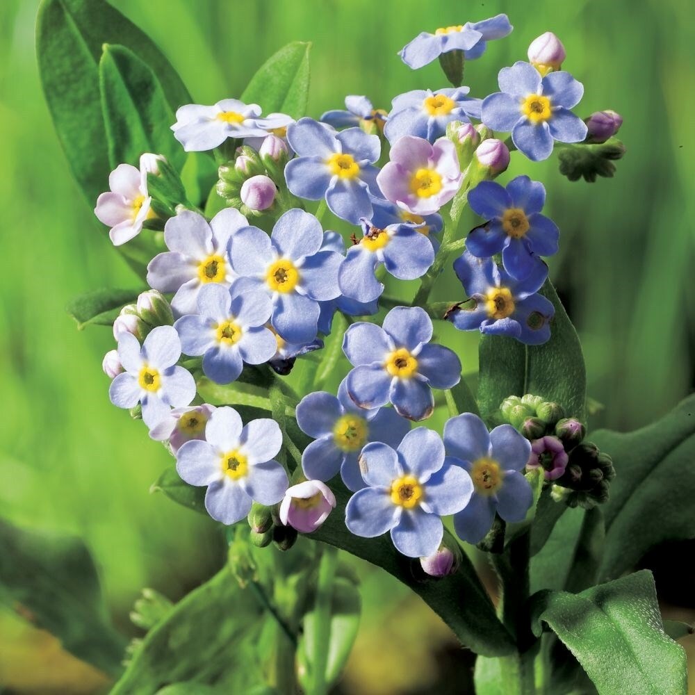 Myosotis Scorpioides | Water Forget-Me-Not