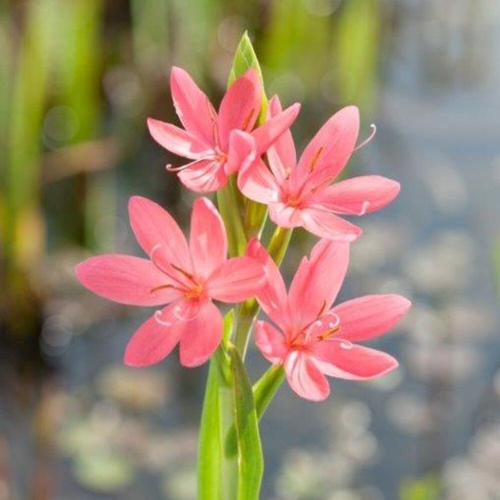 Schizostylis Mrs Hegarty | Hesperantha Coccinea Mrs Hegarty