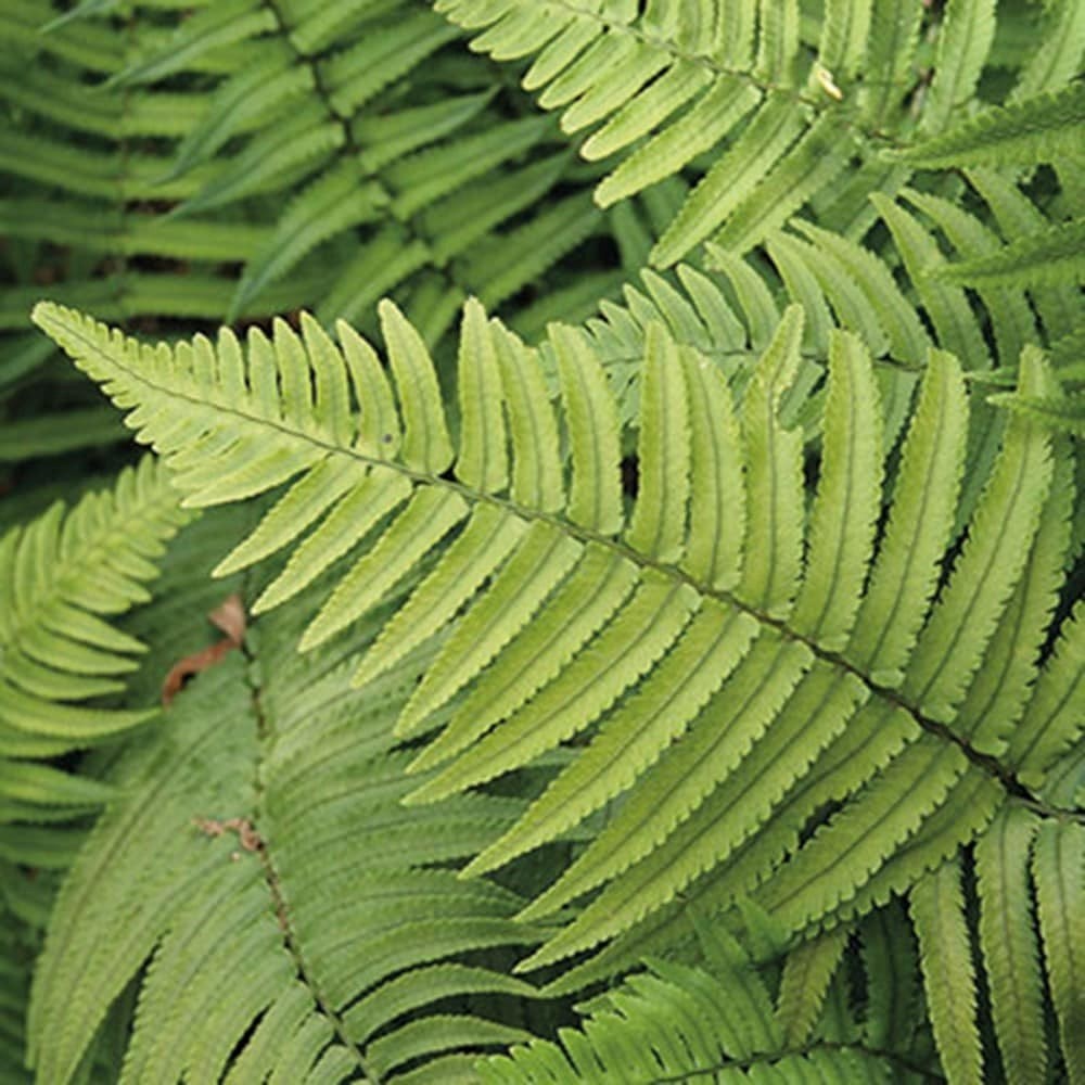 Dryopteris Cycadina | Shaggy Wood Fern