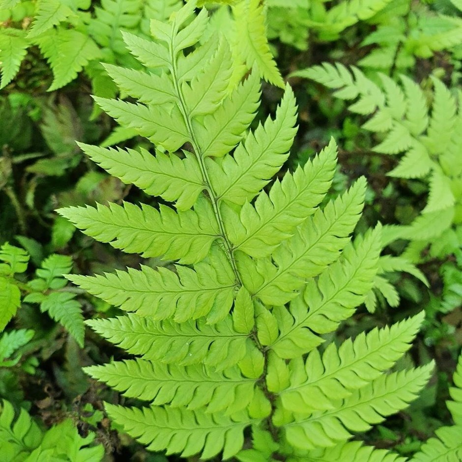Polystichum Rigens | Rigid Holly Fern