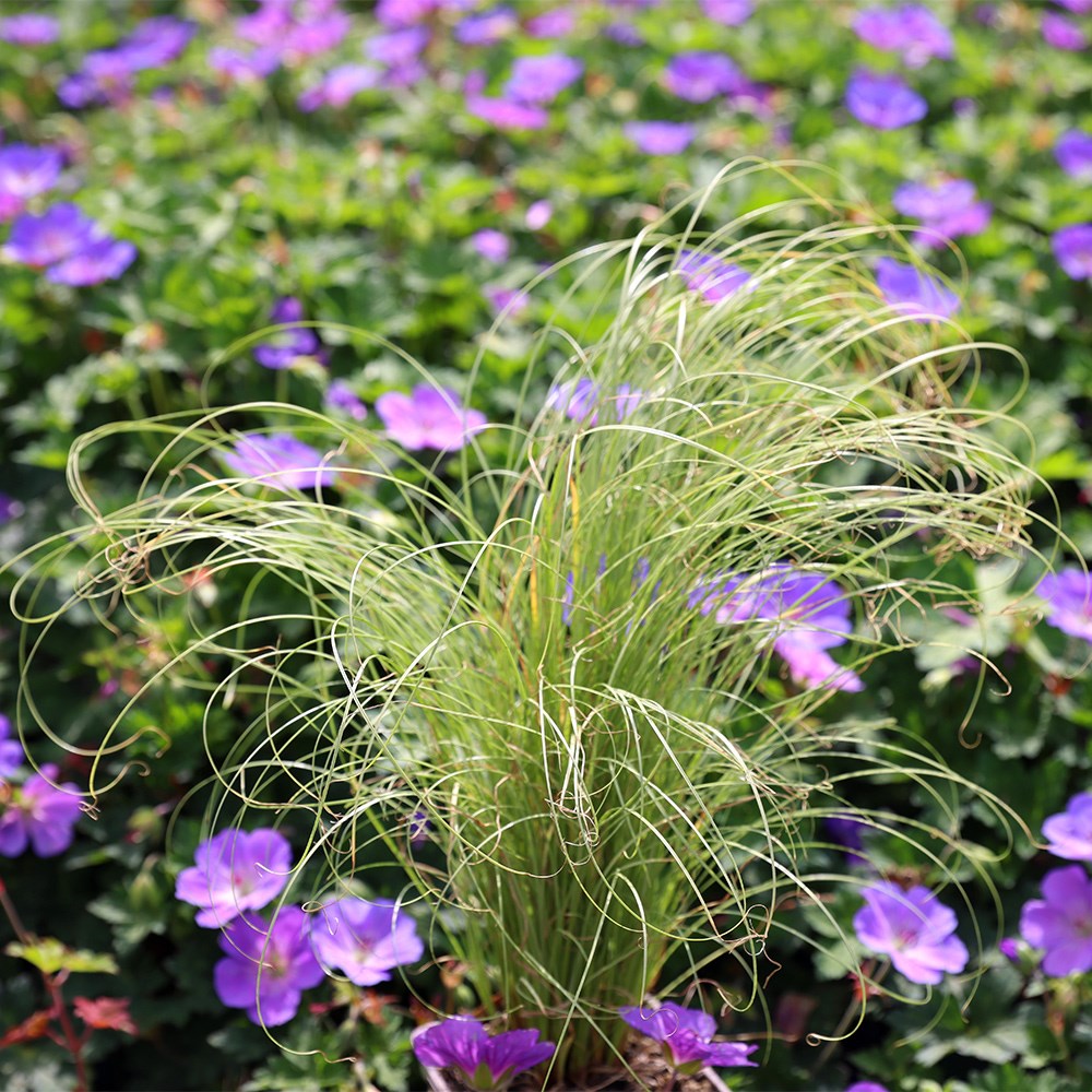 Carex Comans Frosted Curls | Densely Turfed Grass