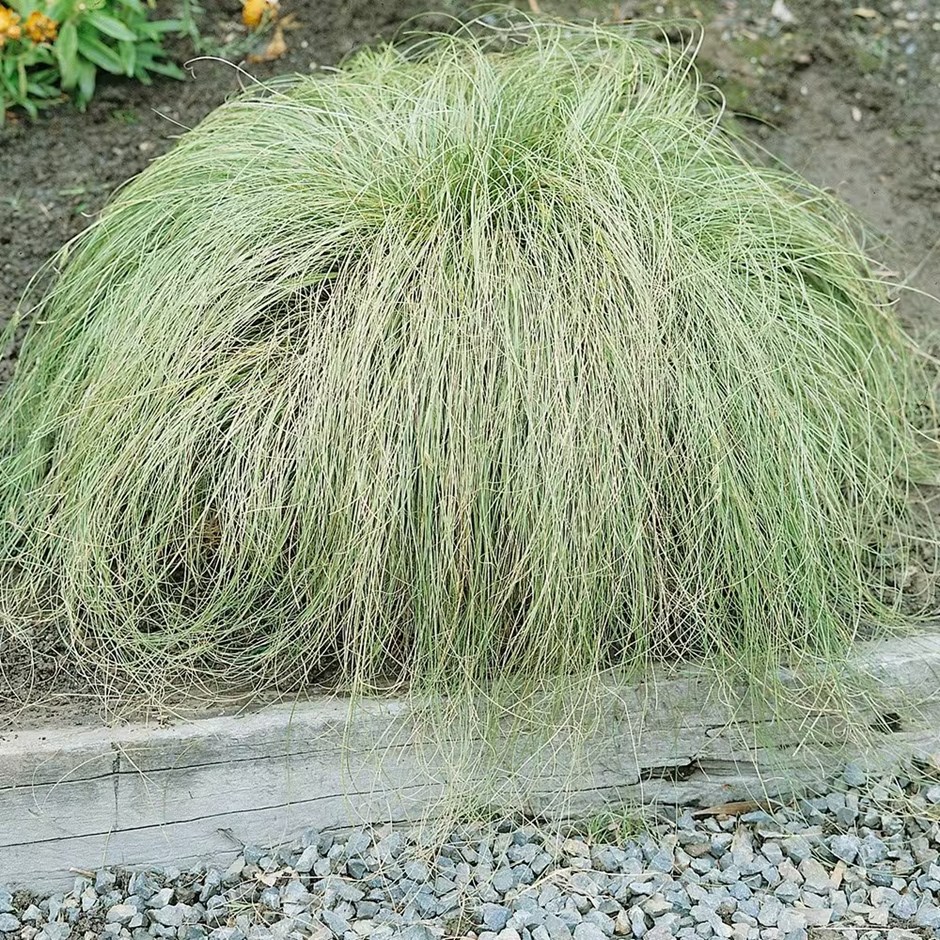 Carex Comans Frosted Curls | Densely Turfed Grass