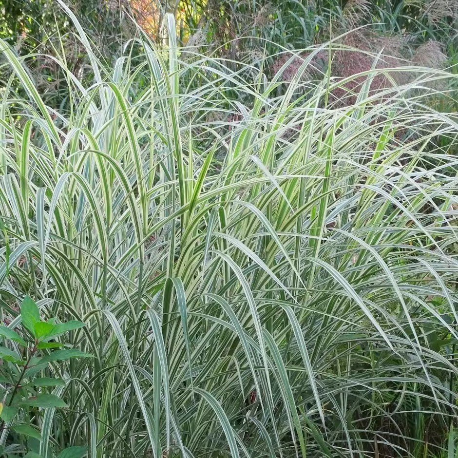 Miscanthus Sinensis Cosmopolitan | Japanese Silver Grass