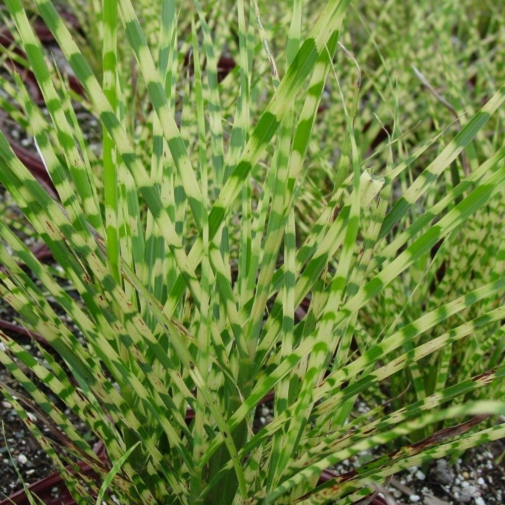 Miscanthus Sinensis Gold Bar | Miscanthus