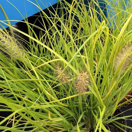 Pennisetum alopecuroides Hameln Gold (PBR)