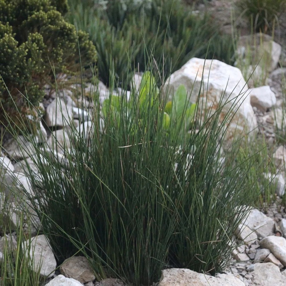 Juncus Effusus | Soft Rush