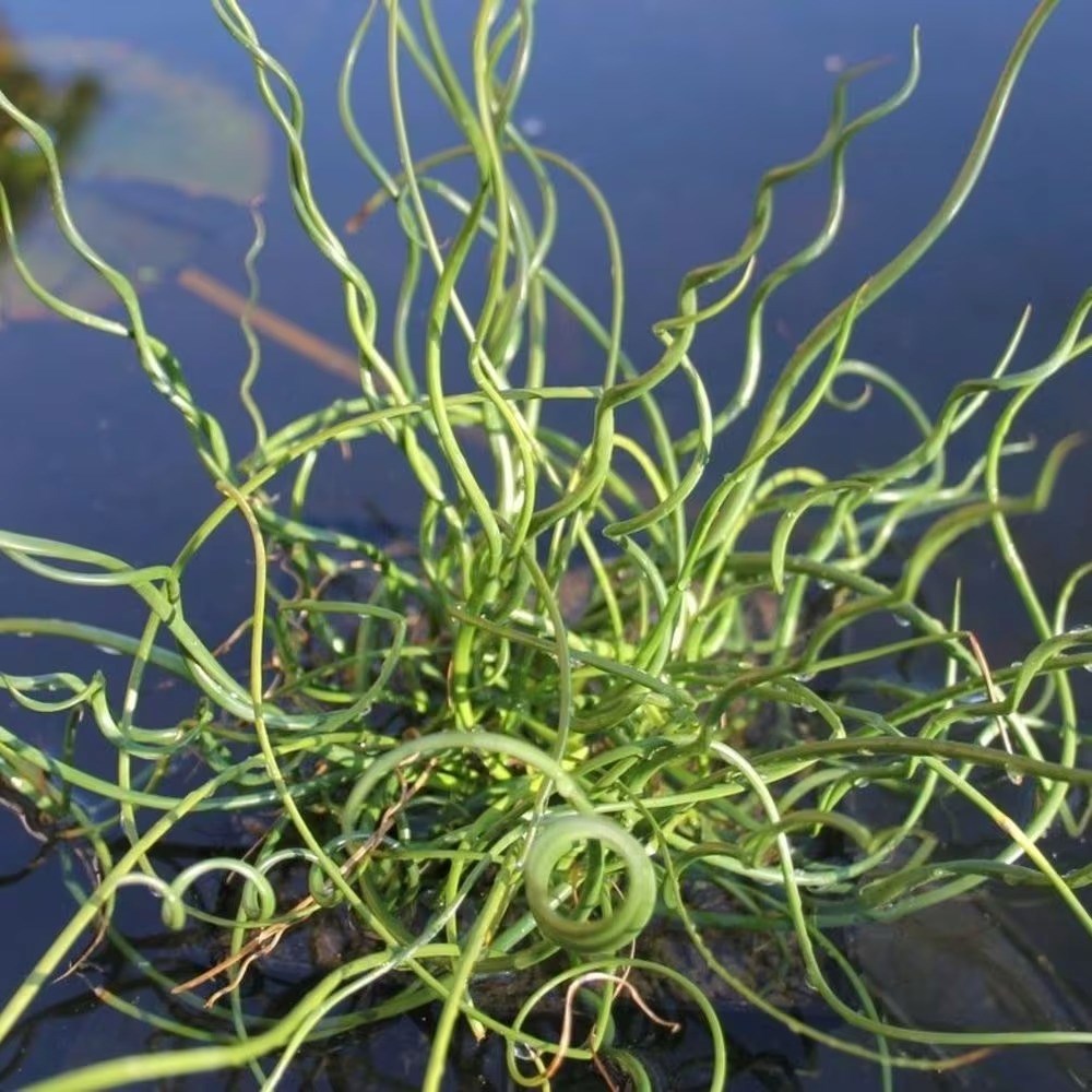 Juncus Effusus F. Spiralis | Corkscrew Rush