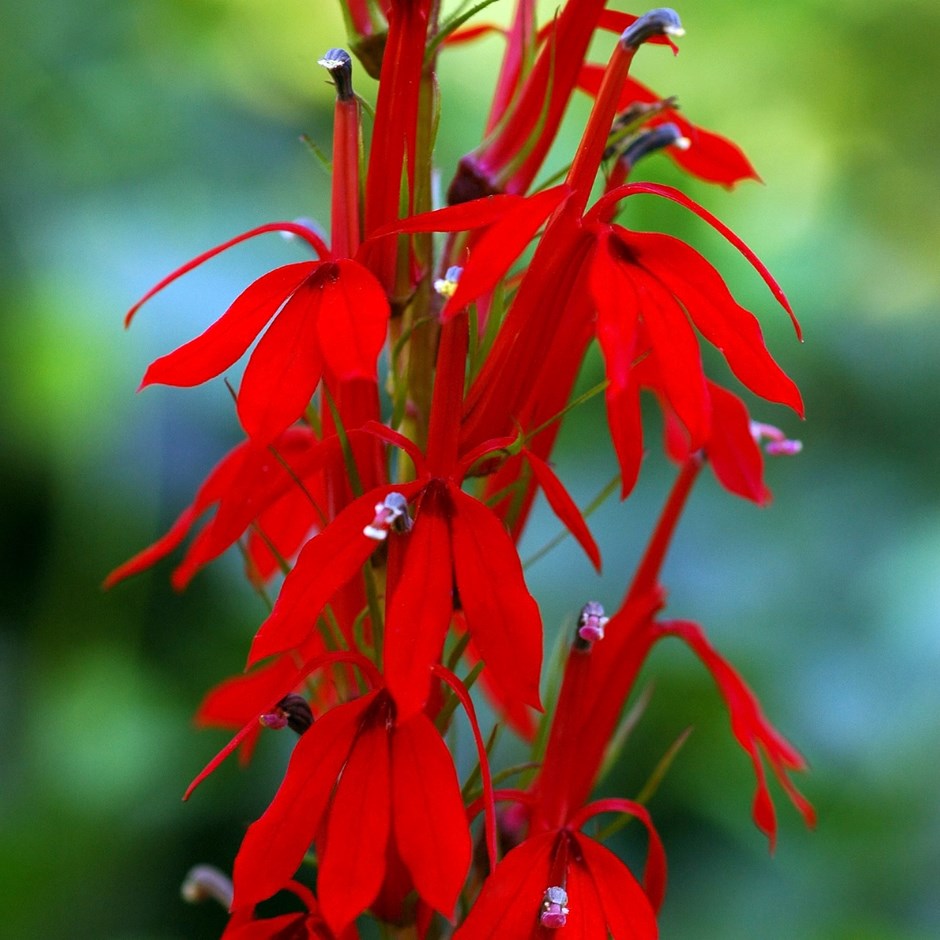 Lobelia Cardinalis | Cardinal Flower