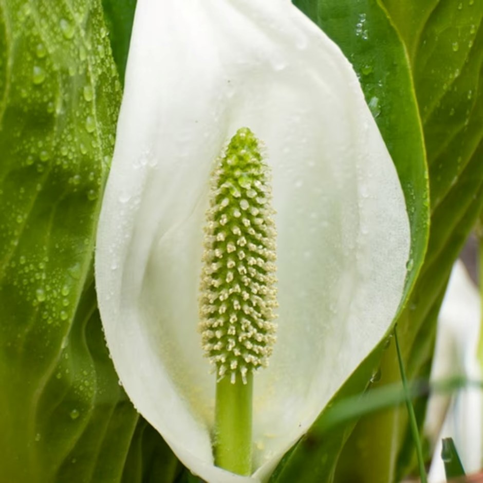 Lysichiton Camtschatcensis | Asian Skunk Cabbage