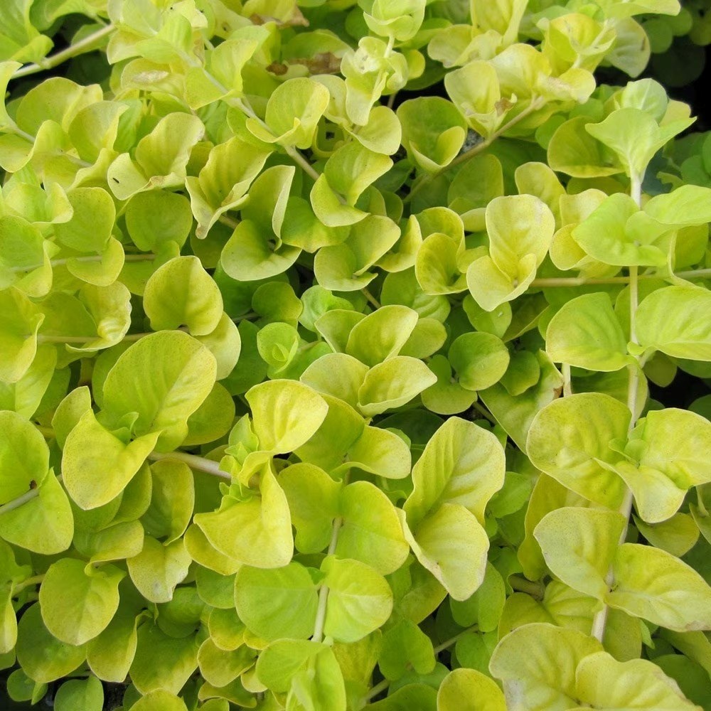 Lysimachia Nummularia Aurea | Golden Creeping Jenny