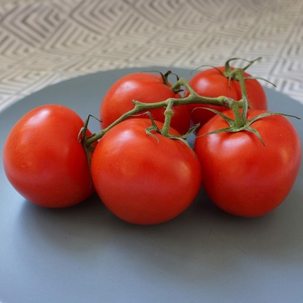 Tomato 'Ailsa Craig' | Solanum lycopersicum