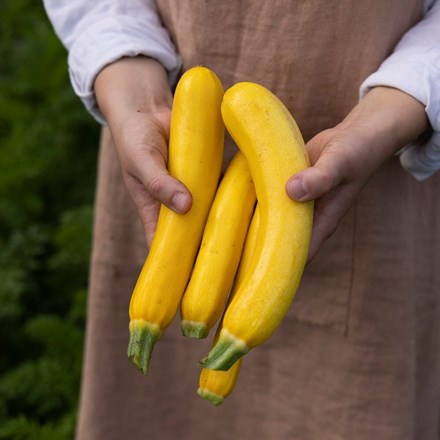 courgette Jemmer F1