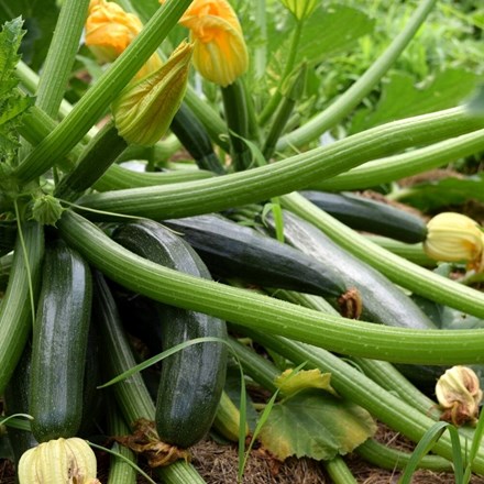 courgette El Greco F1